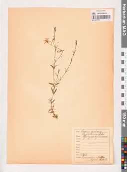 MAG 0013755