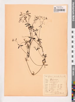 MAG 0013756