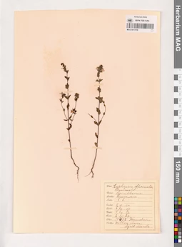MAG 0013758