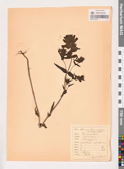 MAG 0013765