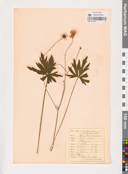 MAG 0013766