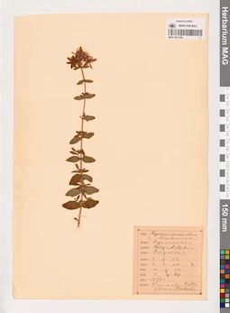 MAG 0013768