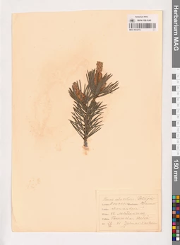 MAG 0013772