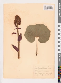 MAG 0013773
