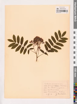 MAG 0013775