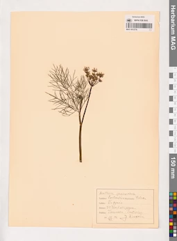 MAG 0013776