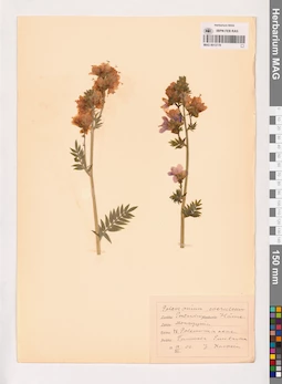 MAG 0013779