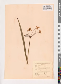 MAG 0013782