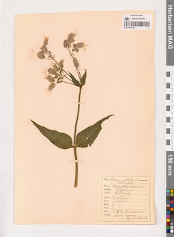 MAG 0013783