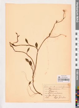 MAG 0013786