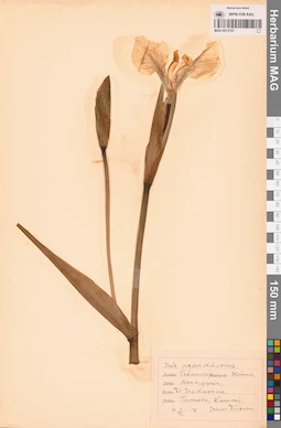 MAG 0013787