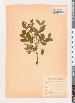 MAG 0013792