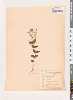 MAG 0013794