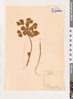 MAG 0013795