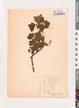 MAG 0013796