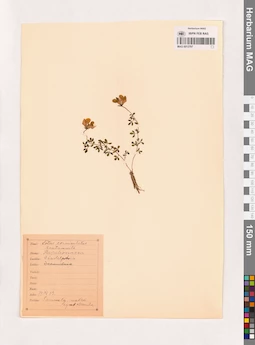 MAG 0013797