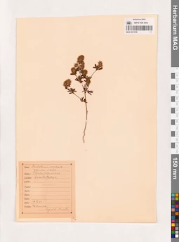 MAG 0013798