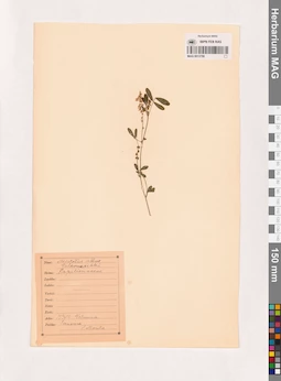 MAG 0013799