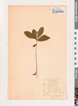 MAG 0013800