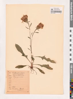 MAG 0013803