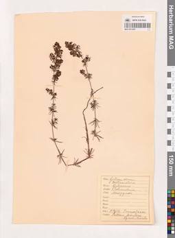 MAG 0013805