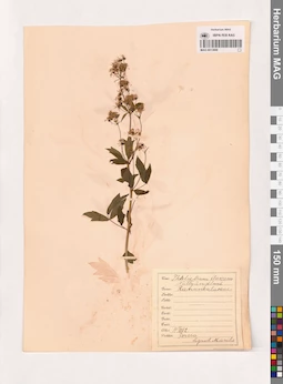 MAG 0013806