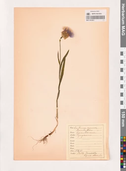 MAG 0013812