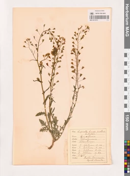 MAG 0013813