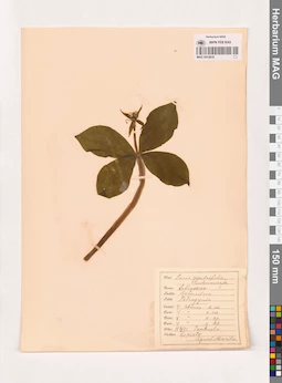 MAG 0013816