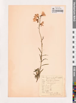 MAG 0013819