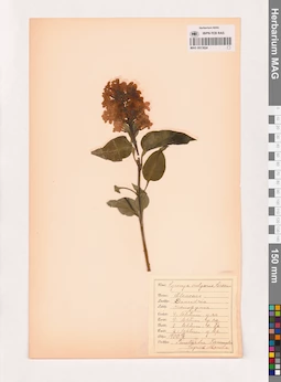MAG 0013824