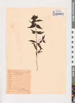 MAG 0013838