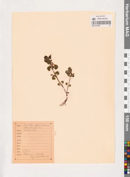 MAG 0013840