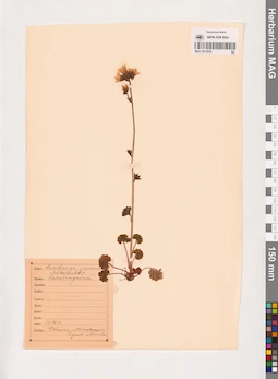MAG 0013845