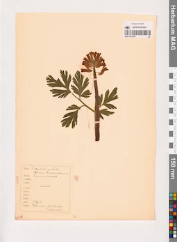 MAG 0013847