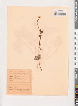 MAG 0013849