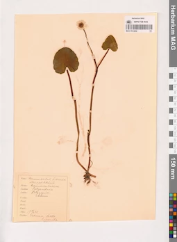 MAG 0013852
