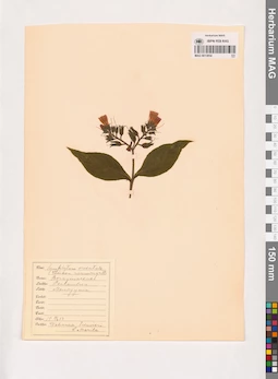 MAG 0013854