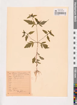 MAG 0013862