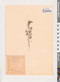 MAG 0013863