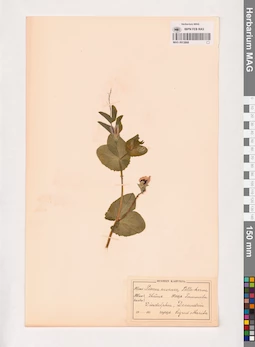 MAG 0013868