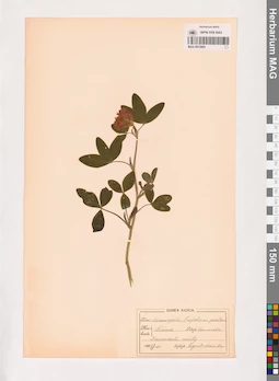 MAG 0013869