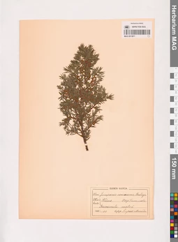 MAG 0013871