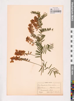 MAG 0013872