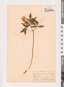 MAG 0013874