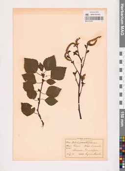 MAG 0013875