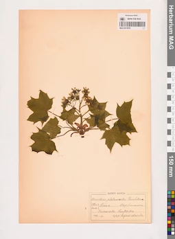 MAG 0013876