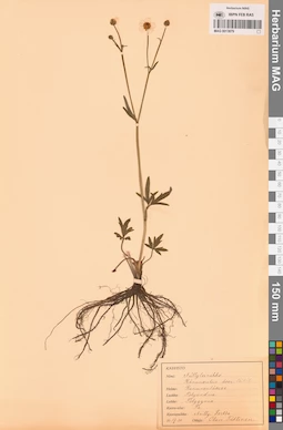 MAG 0013879