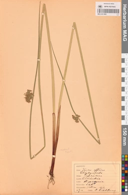 MAG 0013885