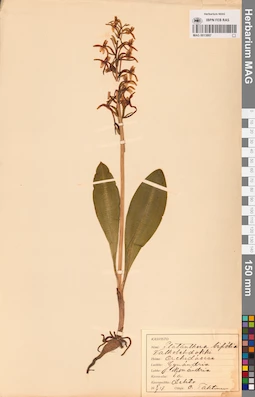 MAG 0013887